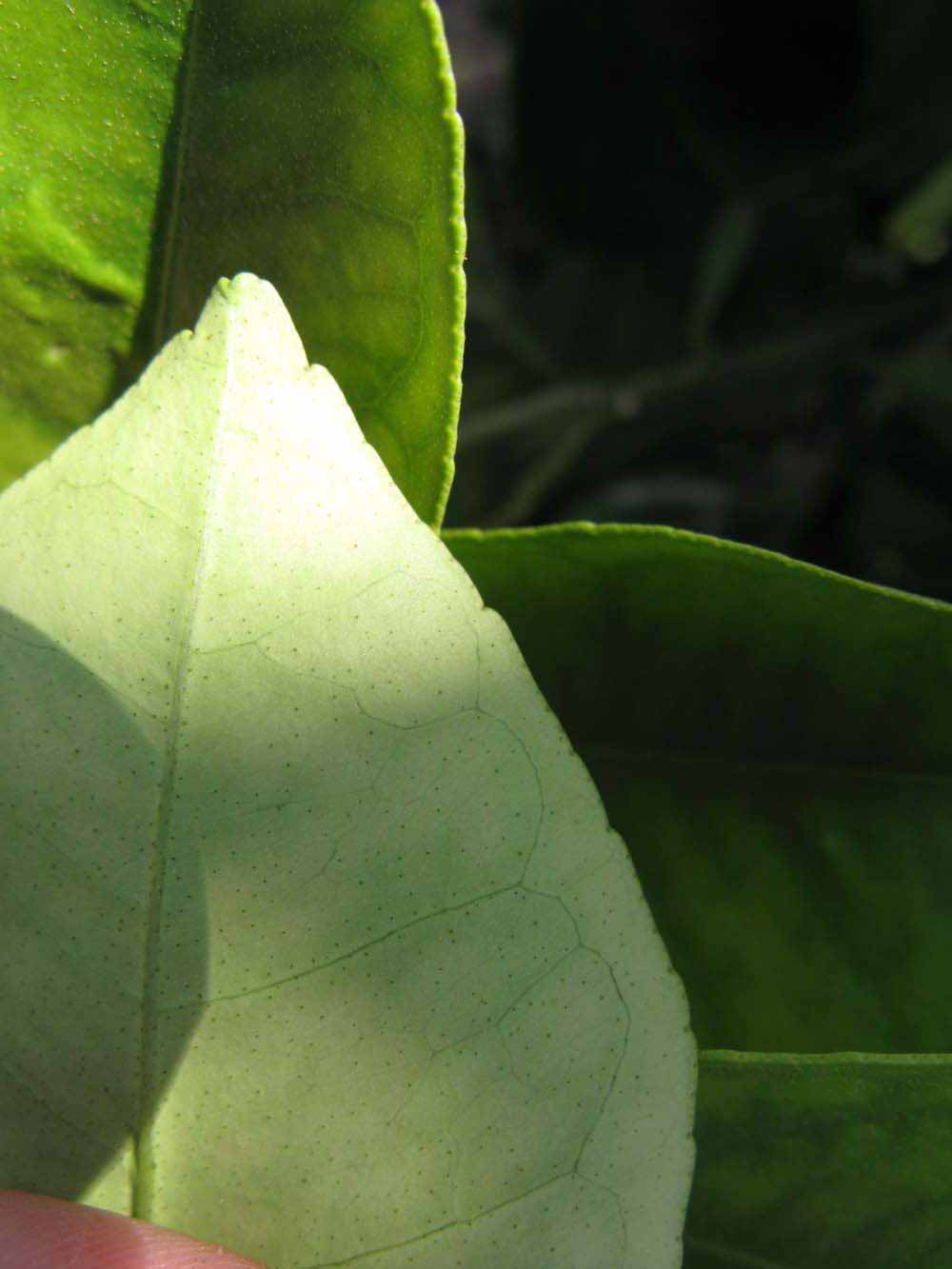              Margin (Winter Haven, FL)       